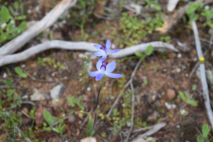 Cyanicula - Orchid-blue-fairy-2-Orchid-Ridge-Sep-2018p0003.JPG